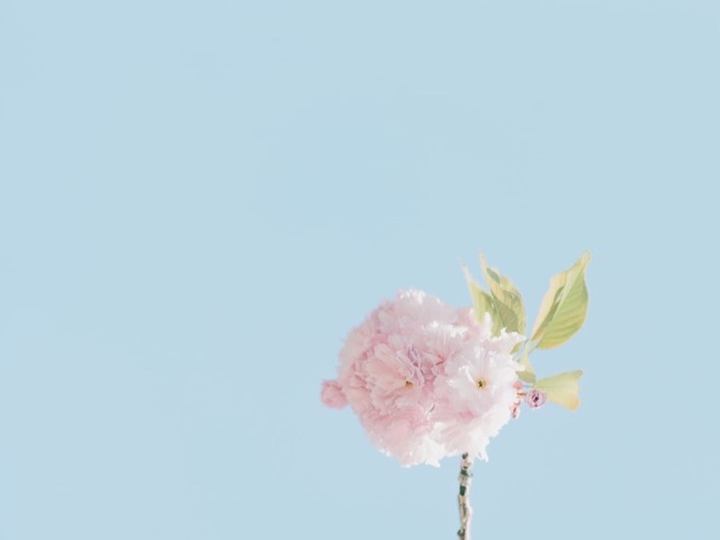 花・植物のギフト