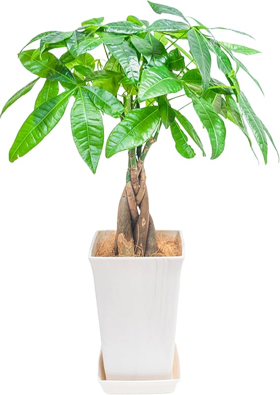 パキラ 観葉植物 鉢植え